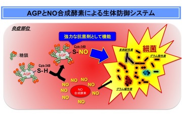 SNO-AGP.jpgのサムネール画像