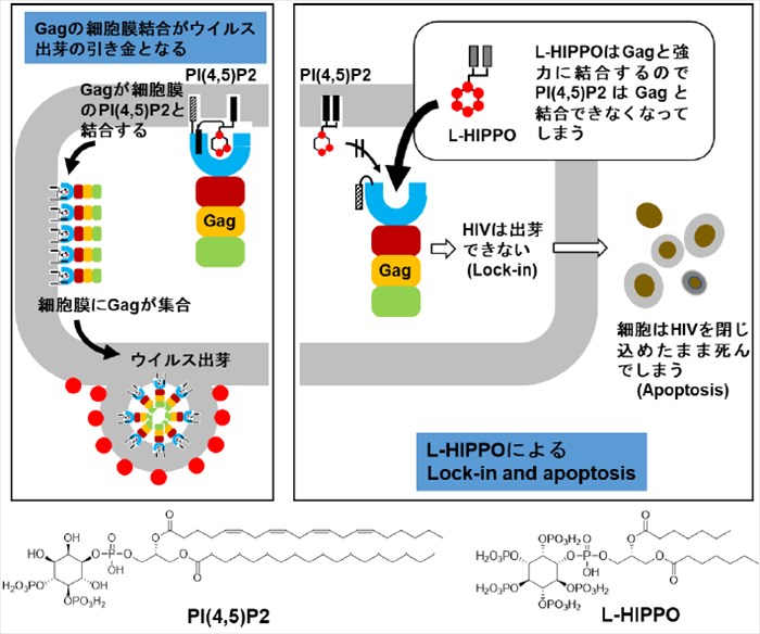 1. イノシトールリン脂質に基づいた新しいHIV根絶法の開発