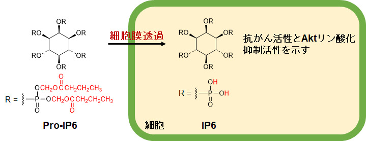 2. フィチン酸プロドラッグ体の開発