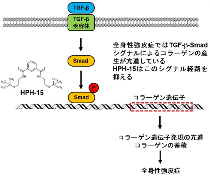 3. 全身性強皮症治療薬の開発