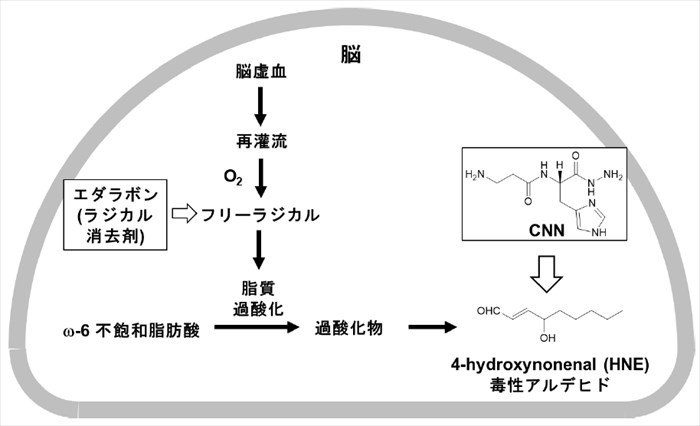 4. 脳梗塞治療薬の開発