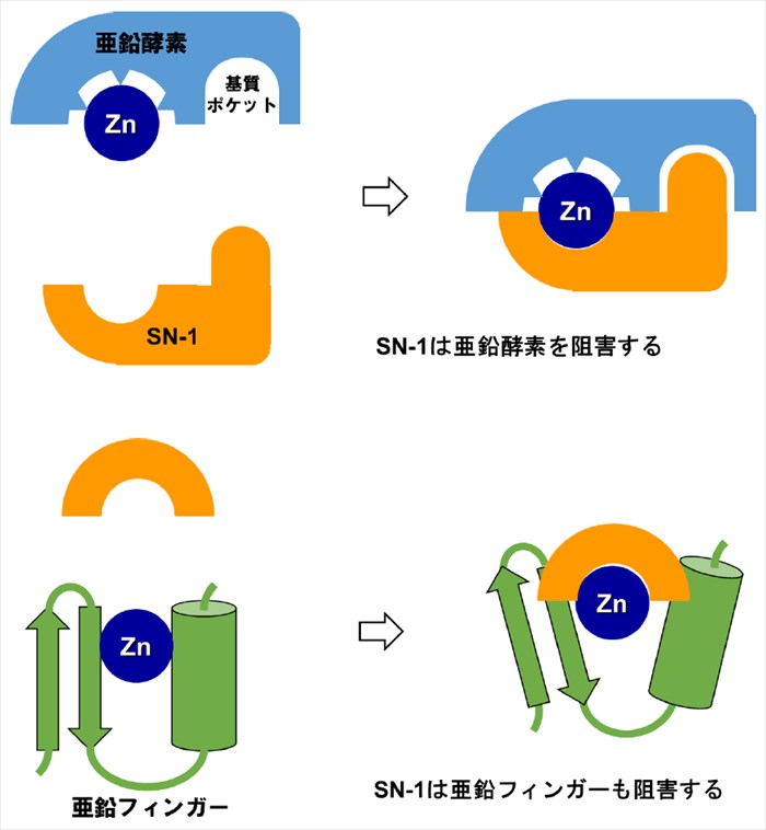 5. 亜鉛タンパク質を標的とした薬の開発