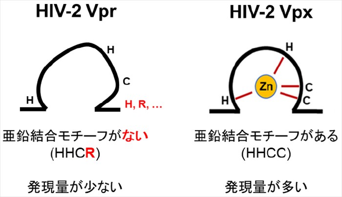 6. HIV-2 Vpx/Vpr タンパク質における亜鉛結合の役割解明