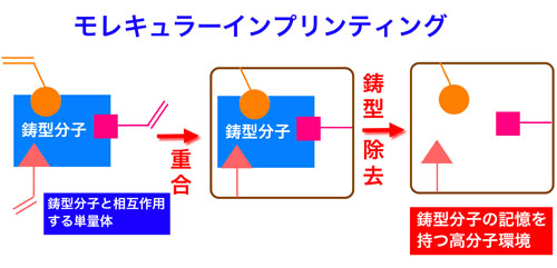 モレキュラーインプリンティング モレキュラーインプリンティング