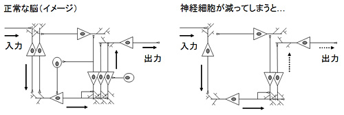 図１　神経細胞が減ると、脳の情報処理機能に支障をきたす