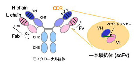 <図1>組み替え型抗体分子 <図1>組み替え型抗体分子