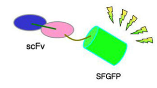 ＜図２＞一本鎖抗体と蛍光タンパク質との融合タンパク質