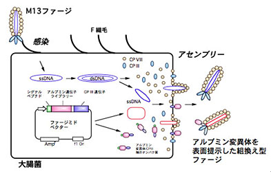 ＜図３＞ファージディスプレイ法によるアルブミン変異体の作製