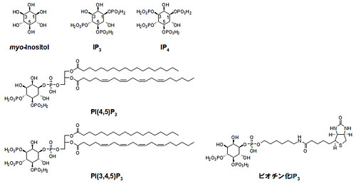 イノシトールとその仲間たち