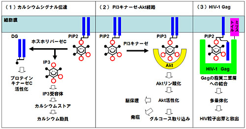 いのし徹君の３つの冒険