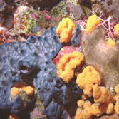 海綿 海綿