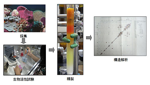 図２.　海洋生物資源からの生物活性物質の探索