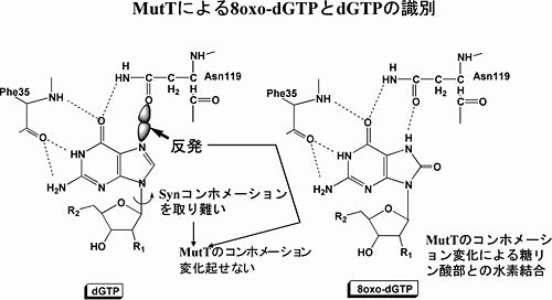 MutTによる8-oxo-dGTPとdGTPの識別 MutTによる8-oxo-dGTPとdGTPの識別