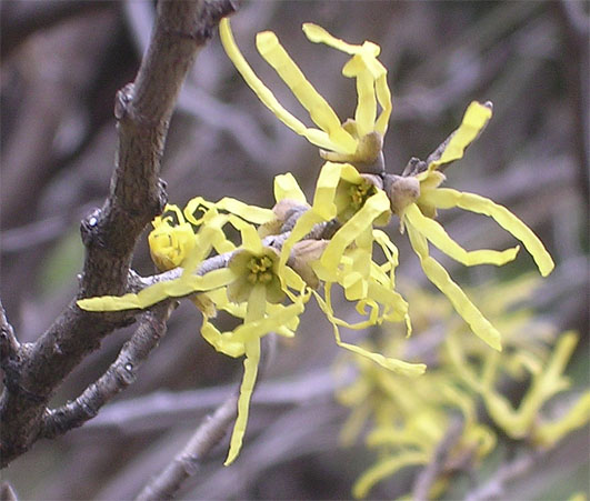 熊本大学薬学部 今月の薬用植物