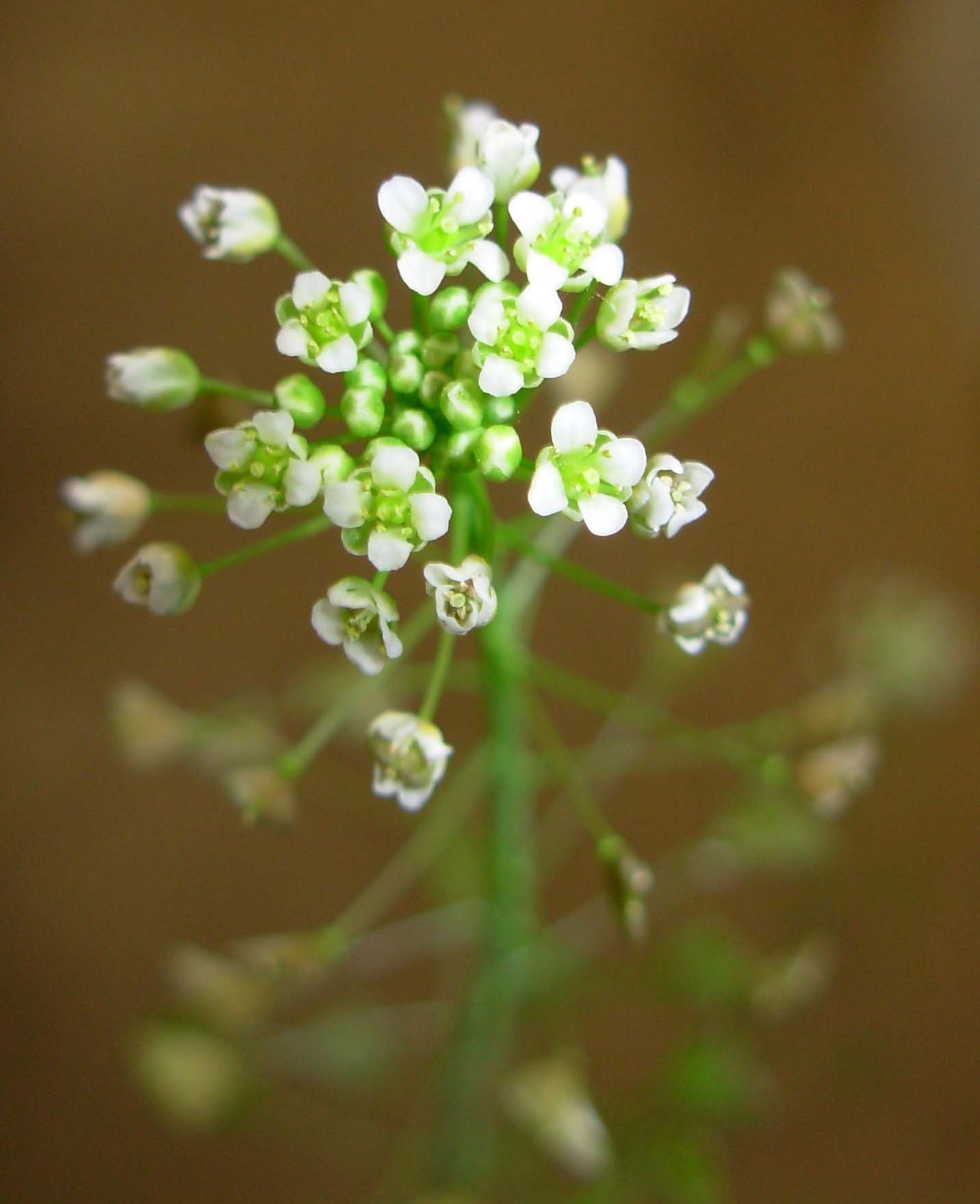 熊本大学薬学部 今月の薬用植物