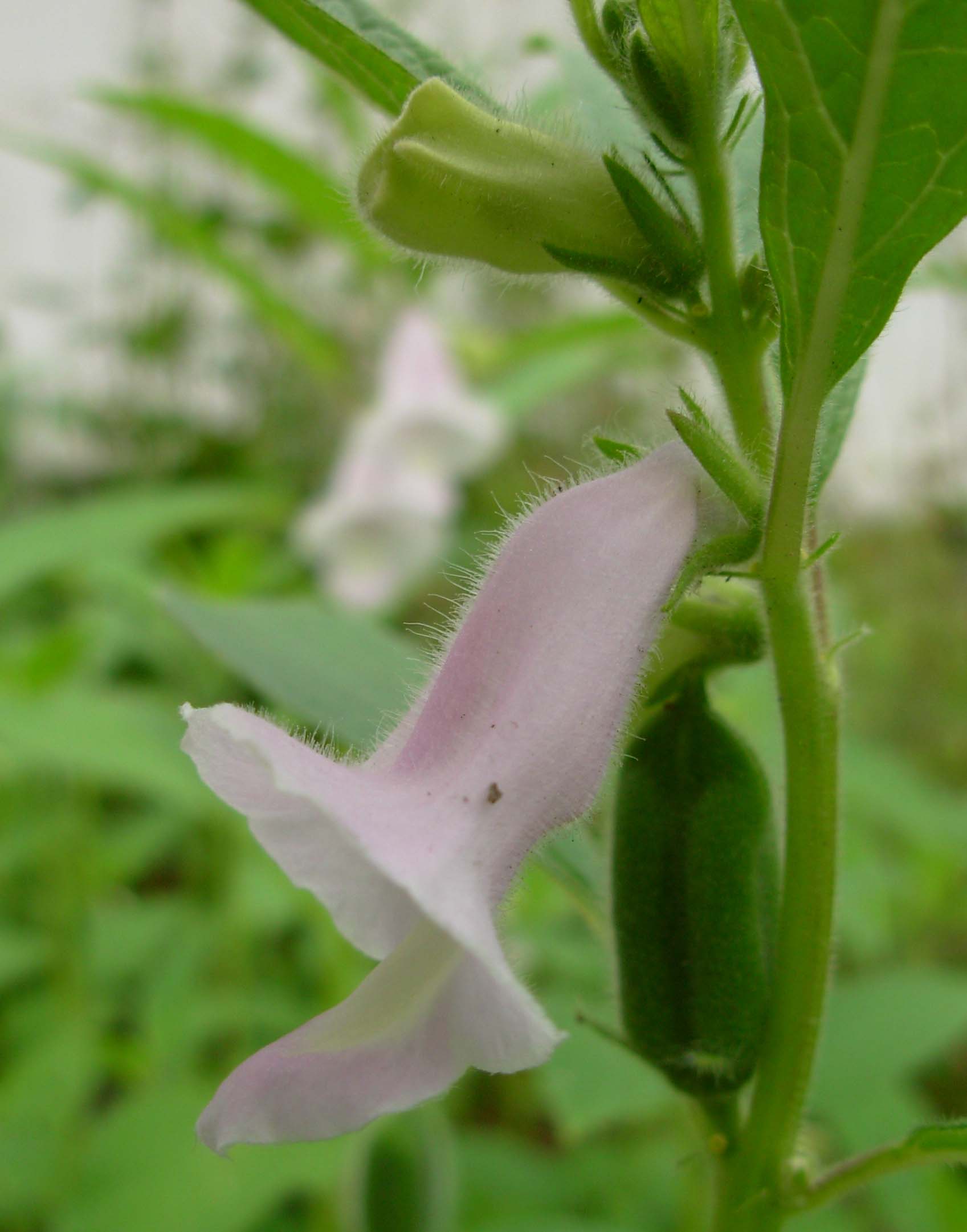 熊本大学薬学部 今月の薬用植物