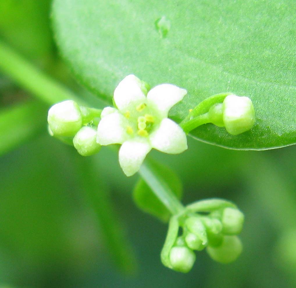 熊本大学薬学部 今月の薬用植物