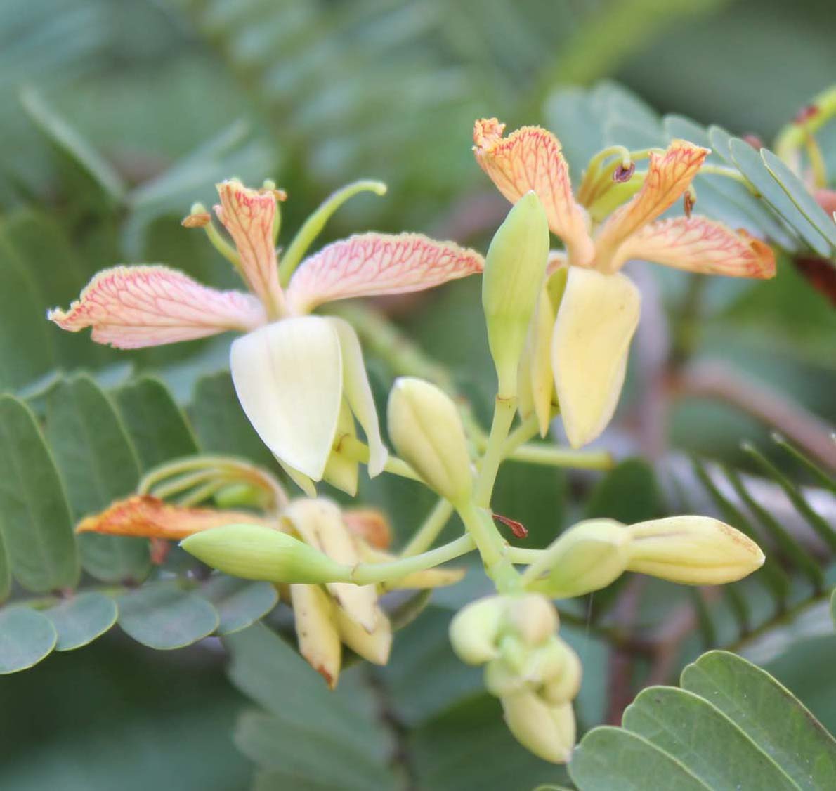 熊本大学薬学部 今月の薬用植物