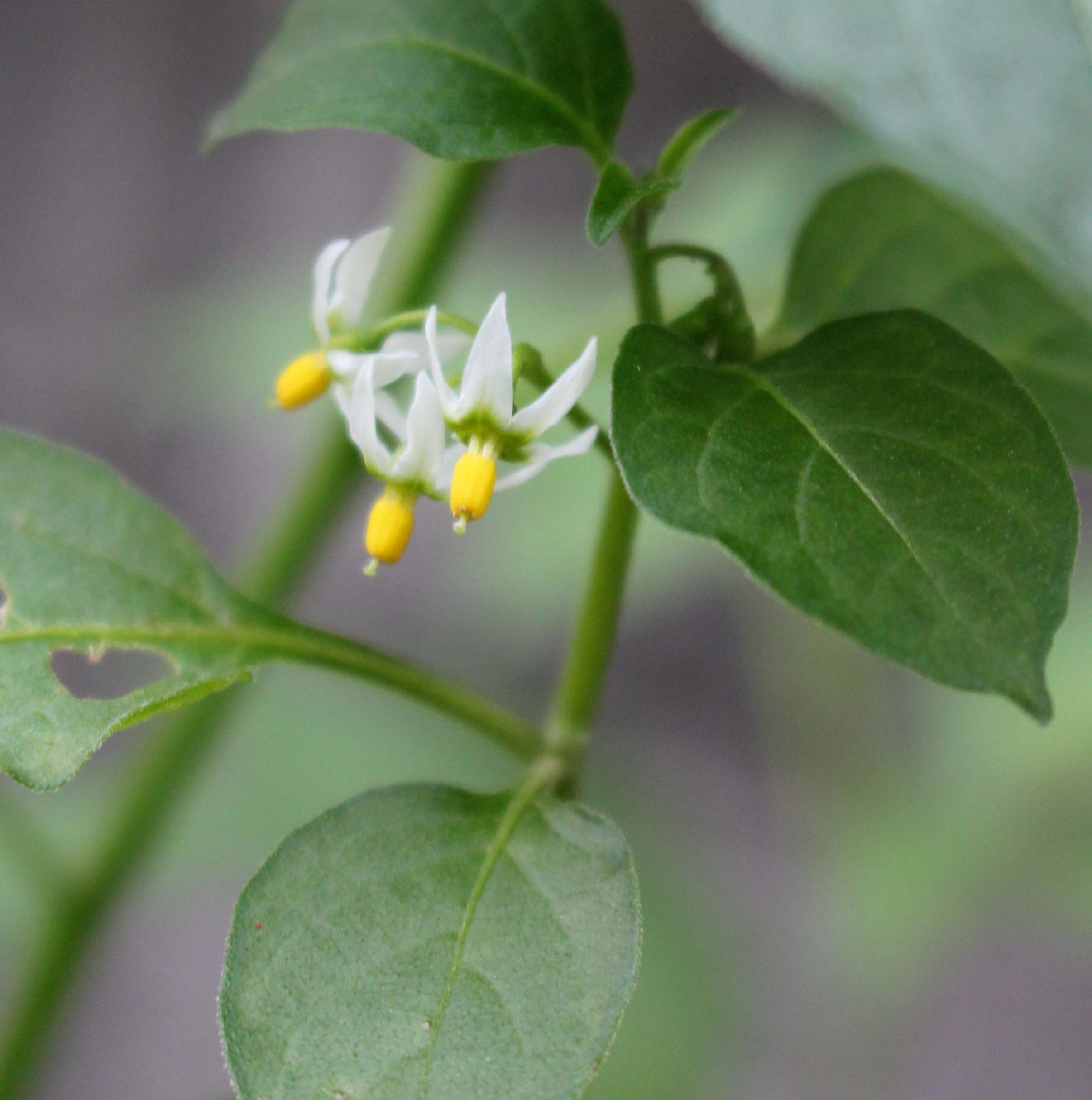 今月の薬用植物 熊本大学薬学部 大学院薬学教育部