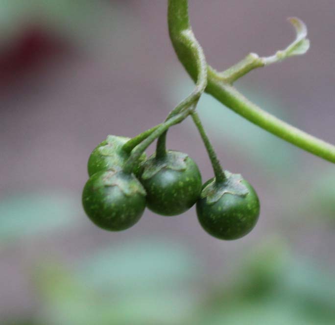 今月の薬用植物 熊本大学薬学部 大学院薬学教育部