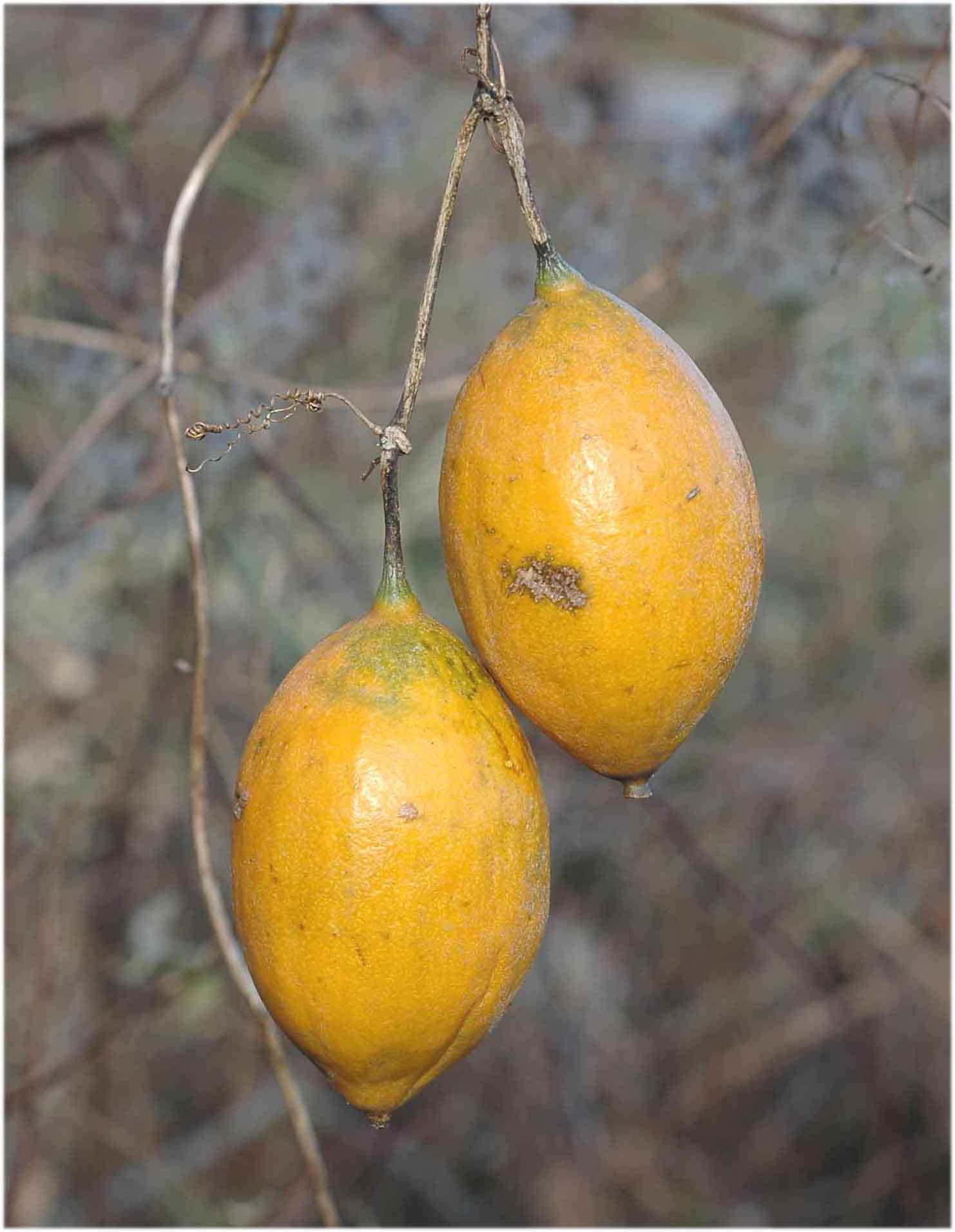 今月の薬用植物 熊本大学薬学部 大学院薬学教育部