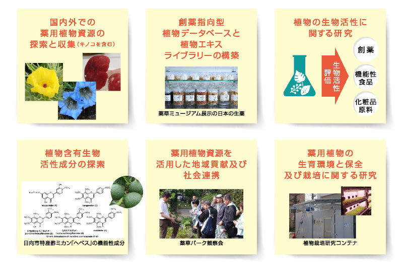 国内外での薬用植物（キノコを含む）資源の探索と収集