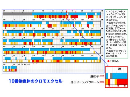 ゲノム機能