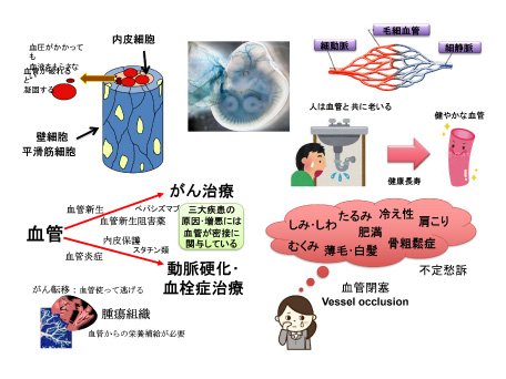 分子血管制御