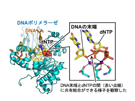 機能分子構造解析学