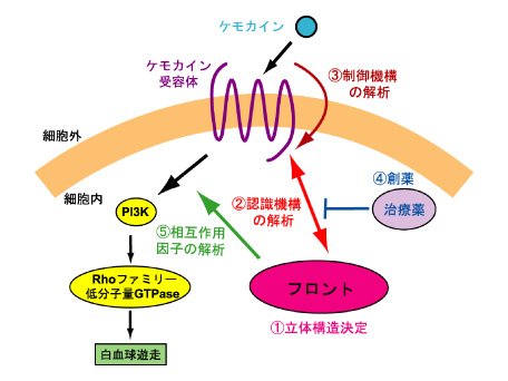 構造生命イメージング