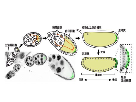 生殖発生学