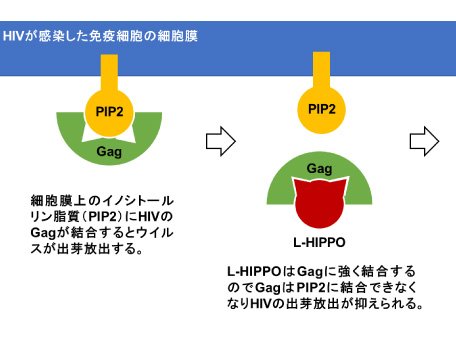 生体機能分子合成学