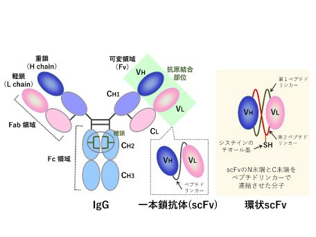 生命分析化学