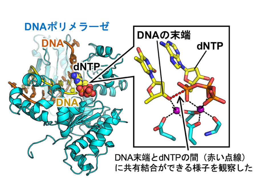 機能分子構造解析学分野
