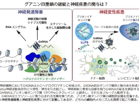 ゲノム神経学分野