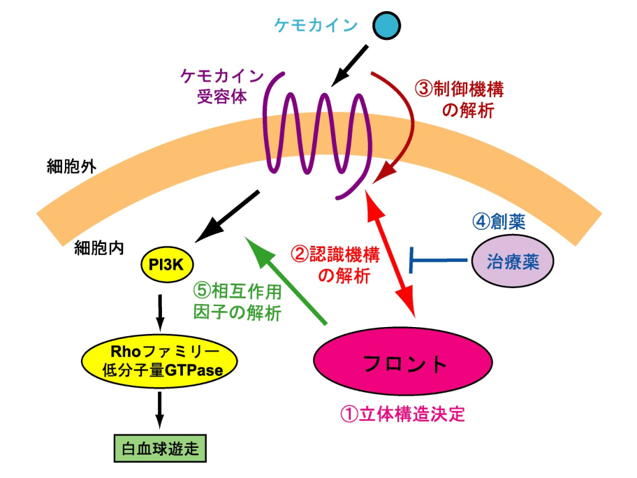 構造生命イメージング分野