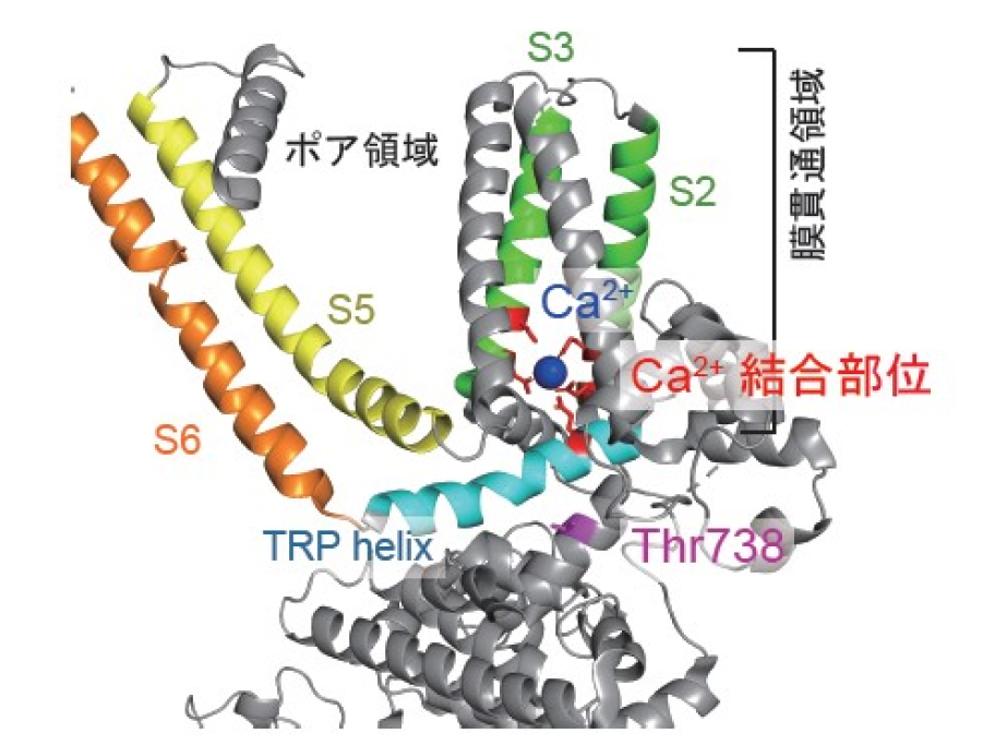 細胞生理学分野