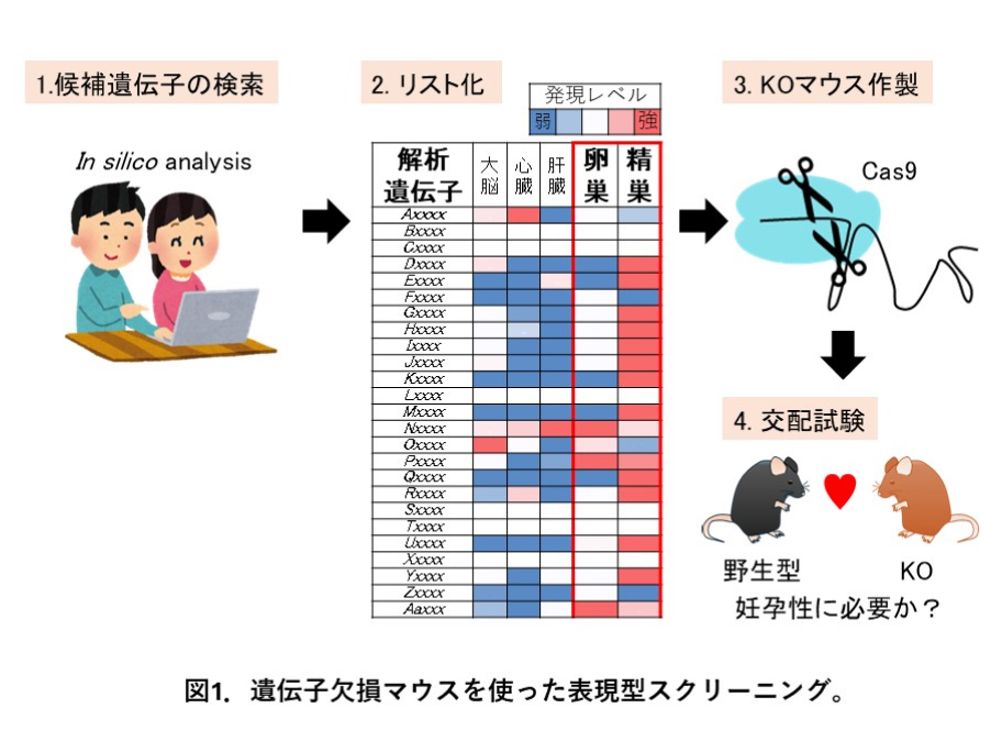 生殖機能学分野