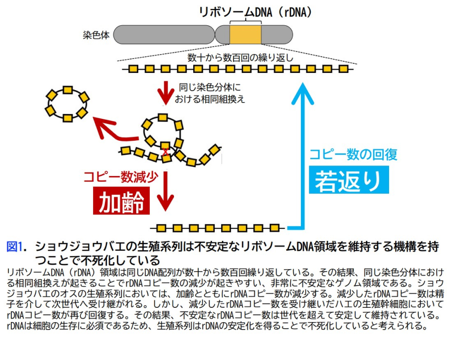 生殖発生分野