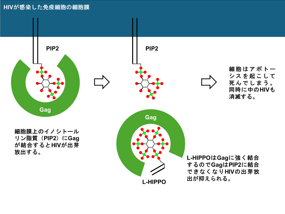 生体機能分子合成学分野