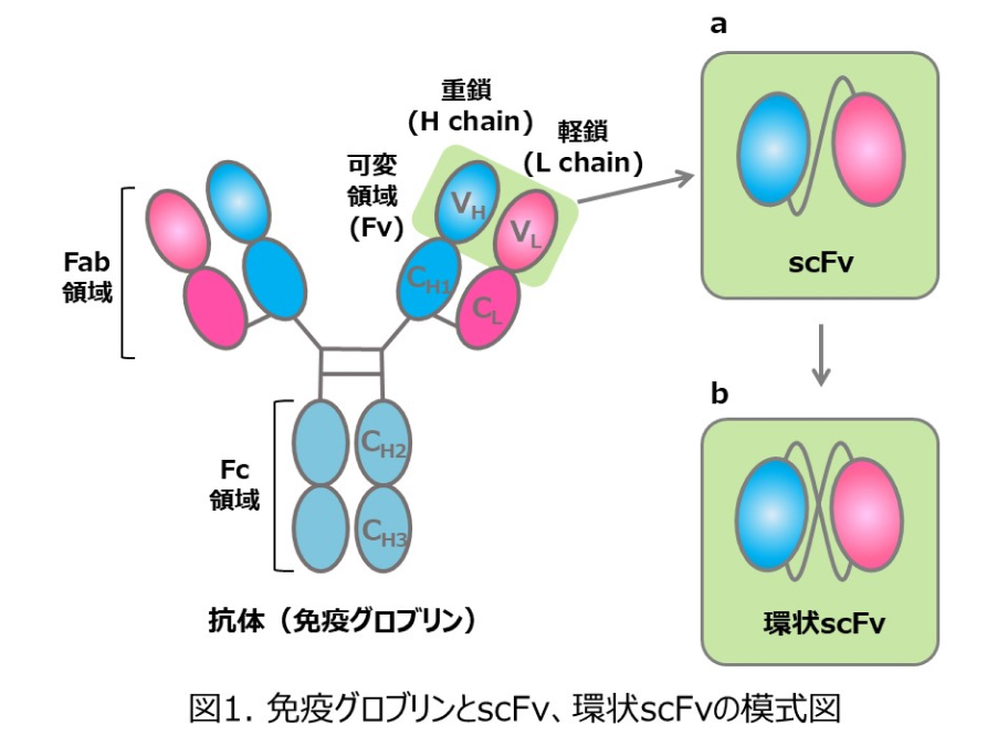 生命分析化学分野