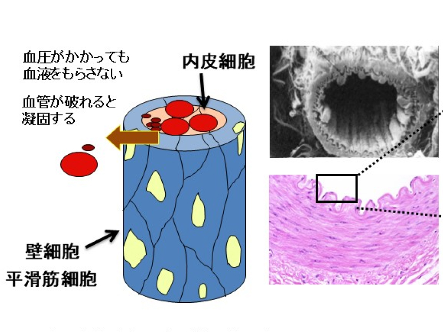 分子血管制御分野