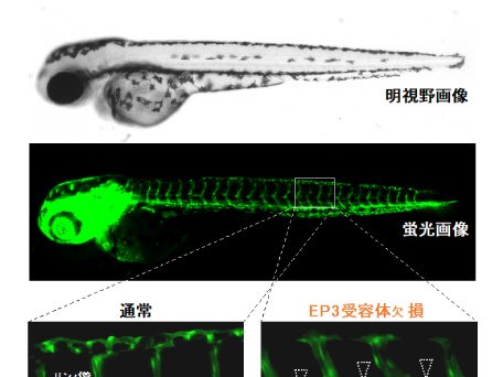 薬学生化学分野