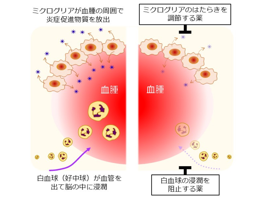 薬物活性学分野