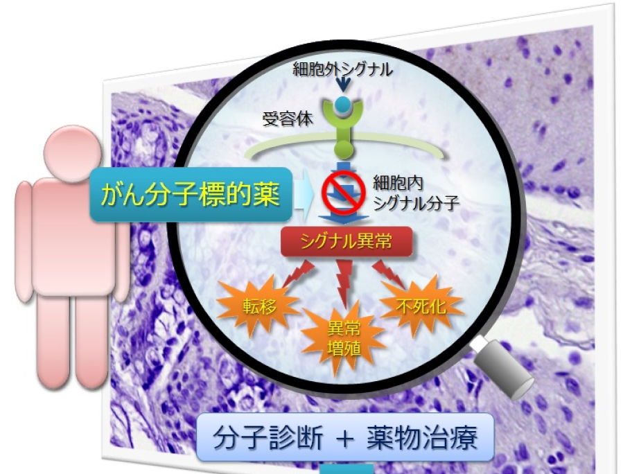 臨床薬物動態学分野（病院薬剤部）