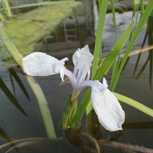 カキツバタ