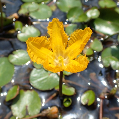熱帯アジアの薬用植物 一般財団法人日本医薬情報センター(JAPIC)