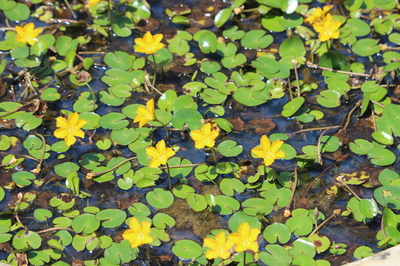 熱帯アジアの薬用植物 アサザ | 熊本大学薬学部薬用植物園 薬草データベース
