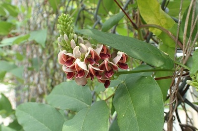 熊本大学薬学部 薬草園        植物データベース