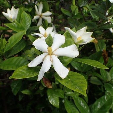 クチナシ | 熊本大学薬学部薬用植物園 薬草データベース